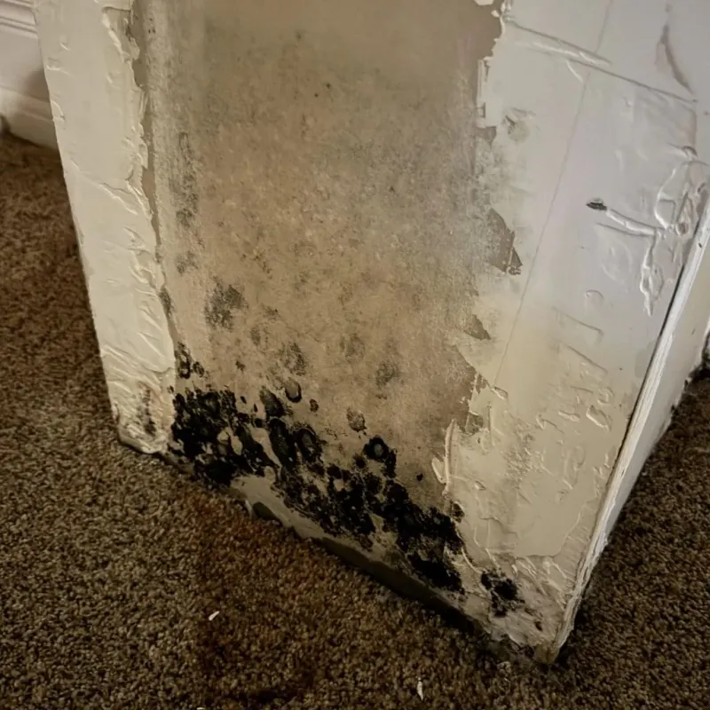 Professional Mold Removal in Harrison, NE